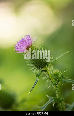 Stier Thistle (Cirsium vulgare), auch bekannt als Speer Thistle oder Common Thistle, in der Familie der Asteraceae. Stockfoto