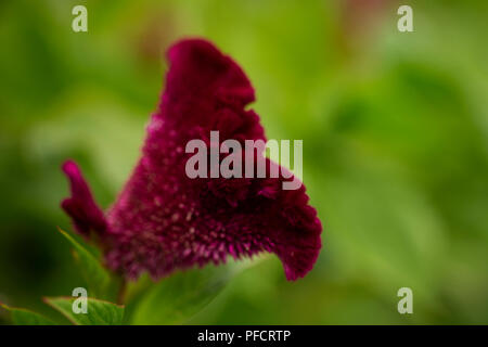 Rosa coxcomb (Celosia) in einem Sommer Garten wachsen. Stockfoto