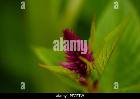 Rosa coxcomb (Celosia) in einem Sommer Garten wachsen. Stockfoto