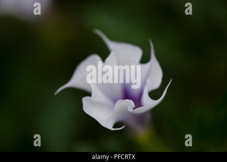 Datura stramonium, auch als jimsonweed oder des Teufels Strick bekannt, eine halluzinogene Blume aus der Familie der Nachtschattengewächse. Stockfoto