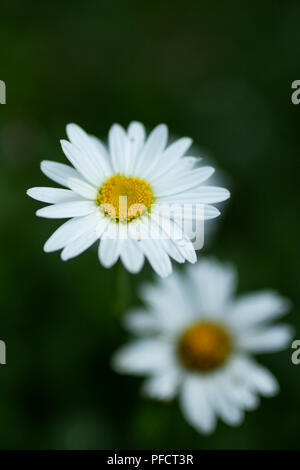 Die gemeinsame Daisy (Leucanthemum vulgare), auch als die ox-eye Daisy oder oxeye Daisy, Hund Daisy, oder Mond daisy bekannt. Stockfoto