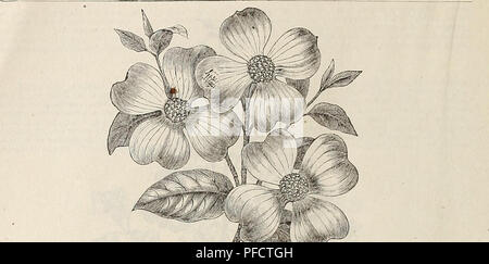 . Beschreibende und illustrierte Katalog: Obst- und Zierbäumen, Sträuchern, Pflanzen, etc.. Baumschulen (Gartenbau) Pennsylvania Walnutport Kataloge; Obstbäume Sämlinge Kataloge Kataloge; Obst; Pflanzen, Zierpflanzen, Blumen Kataloge Kataloge. 38 DliSCmPTIVK IliLUSTKATKD AiiD KATALOG DER. Der FLOWKH CORNt!S, HEDI C: i; j> IN SIZK. Kastanie (Castanea), AMERIKANISCHE SÜSS (wica) - Unter unsere große Sammlung von Zierpflanzen native Wald ausrichtet, die Kastanie ist konkurrenzlos für ihre Schönheit. Wenn sie in den offenen Boden gewachsen ist, nimmt sie eine elegante symmetrische Form. Das Laub ist reich, glänzend und gesund, und Stockfoto