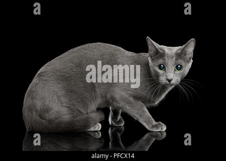 Russisch Blau Katze sitzt, und sieht erschrocken auf isolierten schwarzen Hintergrund, Seitenansicht Stockfoto