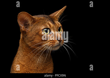 Closeup Leiter der Reinrassige Abessinier Katze im Profil Porträt auf schwarzem Hintergrund Stockfoto