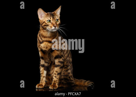 Gold Bengal Katze mit Rosette Sitzen auf Isolierte schwarze Hintergrund mit Reflektion Stockfoto