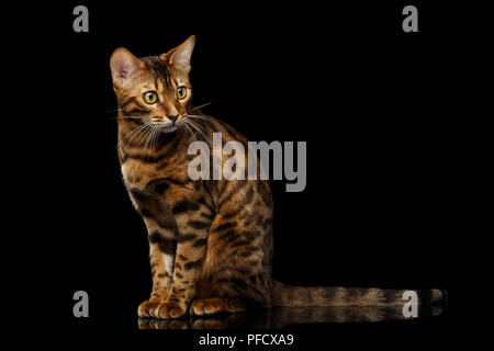 Gold Bengal Katze mit Rosette Sitzen auf Isolierte schwarze Hintergrund mit Reflektion Stockfoto