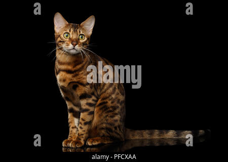 Gold Bengal Katze mit Rosette Sitzen auf Isolierte schwarze Hintergrund mit Reflektion Stockfoto