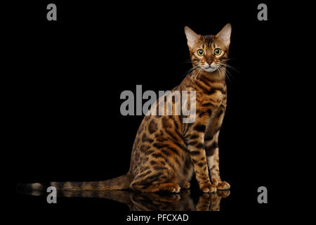 Gold Bengal Katze mit Rosette Sitzen auf Isolierte schwarze Hintergrund mit Reflektion Stockfoto