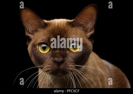 Close-up Portrait von Braun Burmese Cat mit Schokolade Fell Farbe und gelbe Augen, neugierig in die Kamera schaut, auf isolierte schwarze Hintergrund Stockfoto