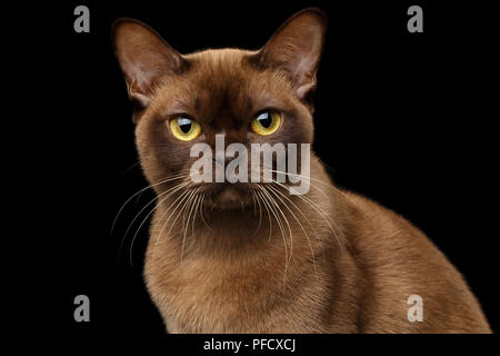 Close-up Portrait von Braun Burmese Cat mit Schokolade Fell Farbe und gelbe Augen, neugierig in die Kamera schaut, auf isolierte schwarze Hintergrund Stockfoto