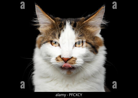 Close-up Portrait von weißen Kurilian Bobtail Cat crafty Lecken auf isolierten schwarzen Hintergrund, vorne grumpy anzeigen Stockfoto