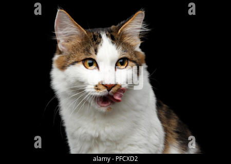 Close-up Portrait von weißen Kurilian Bobtail Cat crafty Lecken auf isolierten schwarzen Hintergrund, Vorderansicht Stockfoto