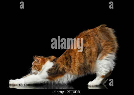 Gymnastik Ingwer mit weißen Kurilian Bobtail Cat stehend ohne Schwanz auf isolierten schwarzen Hintergrund, Seitenansicht Stockfoto