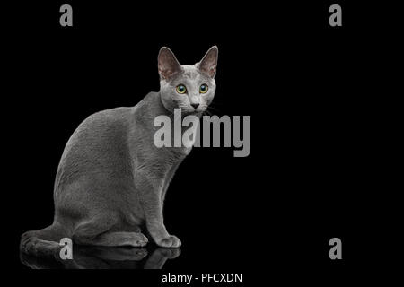 Russisch Blau Katze mit grünen Augen und Grau Silber Fell sitzen auf isolierte schwarze Hintergrund mit Reflektion Stockfoto