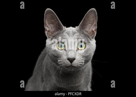 Close-up Portrait von Russisch Blau Katze mit grünen Augen und Grau Silber Fell stare in der Kamera auf isolierten schwarzen Hintergrund Stockfoto