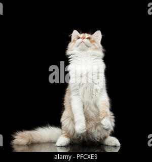 Verspielte Rot mit weißen Sibirischen Katze sitzt und gespannt auf die Hinterbeine isoliert schwarzer Hintergrund mit Reflexion, Vorderansicht Stockfoto