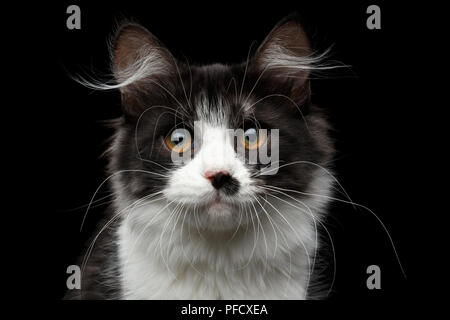-Up Portrait von niedlichen Schwarz mit weißen Sibirischen Katze mit Fleck auf der Nase in der Nähe isolierte schwarze Hintergrund, Vorderansicht Stockfoto