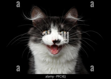 Close-up Portrait von niedlichen Schwarz mit weißen Sibirischen Katze mit Fleck auf der Nase miauen, isolierte schwarze Hintergrund, Vorderansicht Stockfoto