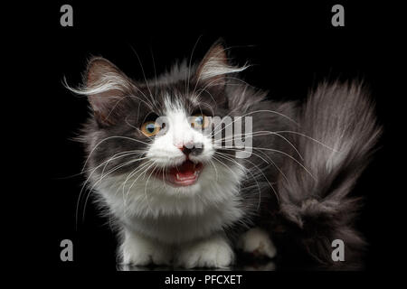 Verspielte Schwarz mit weißen Sibirischen Katze mit Fleck auf der Nase sitzen mit den haarigen Schwanz und geöffnetem Mund auf isolierten schwarzen Hintergrund Stockfoto