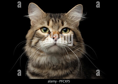 Close-up Portrait von lustigen Sibirische Katze mit neugierigen Gesicht auf isolierte schwarze Hintergrund, Vorderansicht Stockfoto