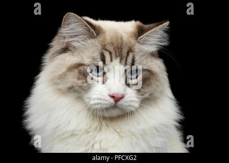 Close-up Portrait von lustigen Sibirische Katze mit blauen Augen in die Kamera auf isolierten schwarzen Hintergrund Stockfoto