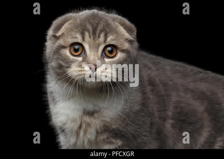 Close-up kleine süße kitty Scottish Fold Rasse mit Tabby auf Body in Kamera schaut auf isolierten schwarzen Hintergrund Stockfoto