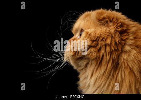 Close-up Portrait von Furry rot schottische Rasse Katze im Profil ansehen Auf dem Kopf gefaltet, isolierte schwarze Hintergrund Stockfoto