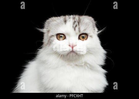 Close-up Portrait von Crazy white Scottish Fold highland Rasse Katze neugierig schauen mit quadratischen Kopf in Kamera isolierte schwarze Hintergrund Stockfoto
