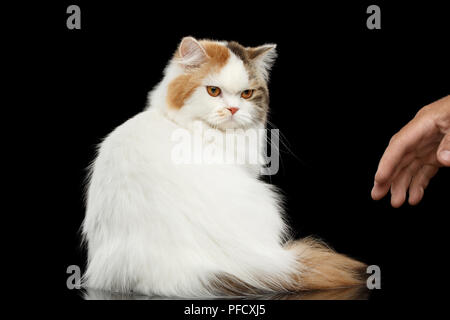 Mad Scottish Highland gerades Cat, Weiß mit roten Farbe des Fell, Sitzen und wütende Blicke auf die menschliche Hand, isoliert, schwarzer Hintergrund, Blick nach hinten, Grumpy F Stockfoto