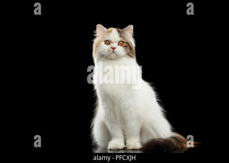 Lustige Portrait von Angry Scottish Highland gerades Cat, Weiß mit roten Farbe des Fell, Sitzen und neugierige Blicke, Isolierte schwarze Hintergrund, Vorderseite Stockfoto