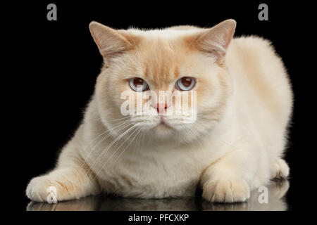 Close-up Blue eyed Britisch Kurzhaar Katze liegend und Suchen in Kamera, Isolierte schwarze Hintergrund, Vorderansicht Stockfoto