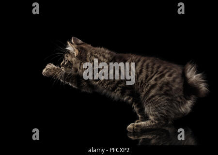 Grabbing Kurilian Bobtail Kitty, Paw, Isolierte schwarze Hintergrund, Seitenansicht, lustige Hanting Tabby Katze ohne Schwanz Stockfoto