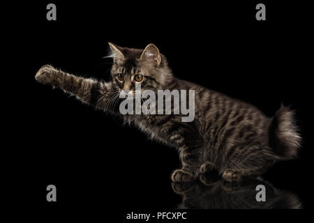 Grabbing Kurilian Bobtail Kitty, Paw, Isolierte schwarze Hintergrund, Seitenansicht, lustige Hanting Tabby Katze ohne Schwanz Stockfoto