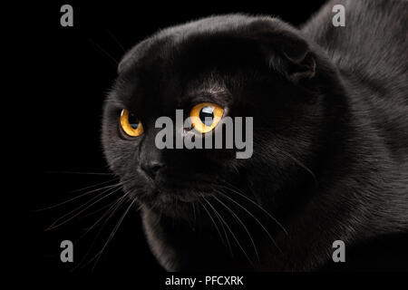Closeup Leiter der Schwarzen Scottish Fold Katze mit gelben Augen isoliert auf schwarzem Hintergrund Stockfoto