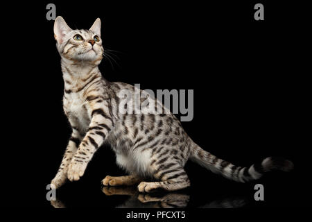 Bengal Katze sitzt und Schaut auf schwarzem Hintergrund Stockfoto