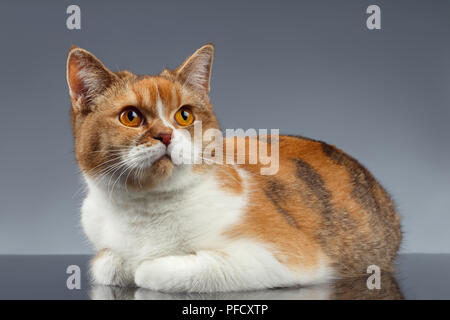 Closeup Rot britische Katze liegt auf grauem Hintergrund Stockfoto