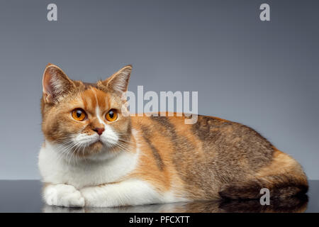 Closeup Rot britische Katze liegt auf grauem Hintergrund Stockfoto