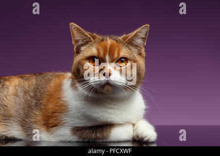 Closeup Rot britische Katze liegt auf lila Hintergrund und Suchen in der Kamera Stockfoto