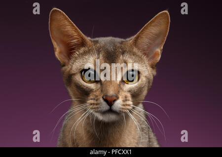 Close up Portrait von schönen Abessinier Katze auf Purpur Stockfoto