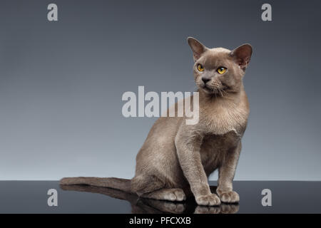 Birma Katze sitzt und Loocking bis auf grauem Hintergrund Stockfoto