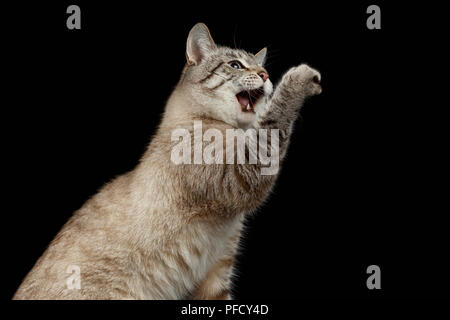 Portrait von Thai Katze Heben Paw mit geöffnetem Mund auf schwarzem Hintergrund Stockfoto