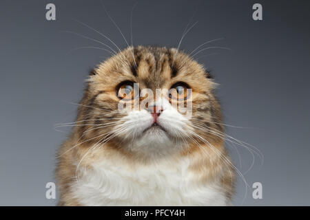 Closeup Portrait von Scottish Fold Katze auf grauem Hintergrund Stockfoto