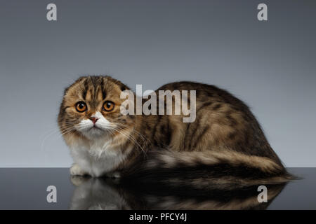 Scottish Fold Katze Suchen in Kamera und liegt auf grauem Hintergrund Stockfoto