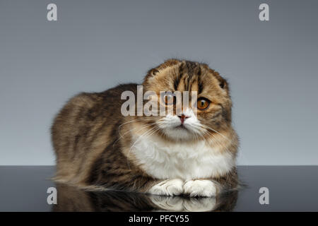 Scottish Fold Katze Suchen in Kamera und liegt auf grauem Hintergrund Stockfoto