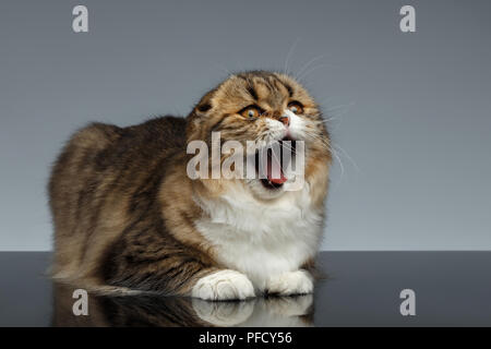 Scottish Fold Katze gähnt mit geöffnetem Mund auf grauem Hintergrund Stockfoto