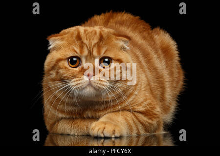 Ingwer Scottish Fold Katze liegt auf schwarzem Hintergrund Stockfoto