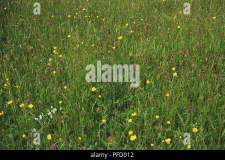 Wildflower meadow Stockfoto