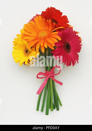 Die Gerbera sp., Bündel von bunten Blumen, aus der Nähe. Stockfoto