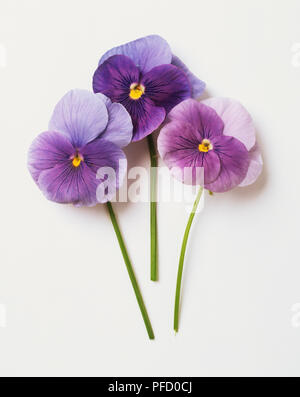 Viola sp., Drei violette Stiefmütterchen, aus der Nähe. Stockfoto