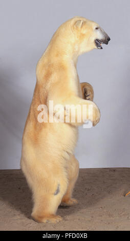 Nach Polar Bear (Thalarctos maritimus), hellbraunen Mantel, den Mund halb offen, aufrecht, Seitenansicht, vor Mann zeigte mit zwei langen Stöcken, weiße Blätter im Hintergrund, sandigen Boden Stockfoto